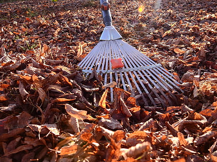 Raking leaves during fall clean-up service
